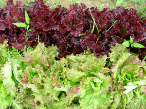 from the farm to your front door