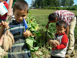 Juan Lopez children help with sweet potatoes