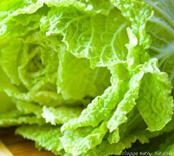 Napa Cabbage